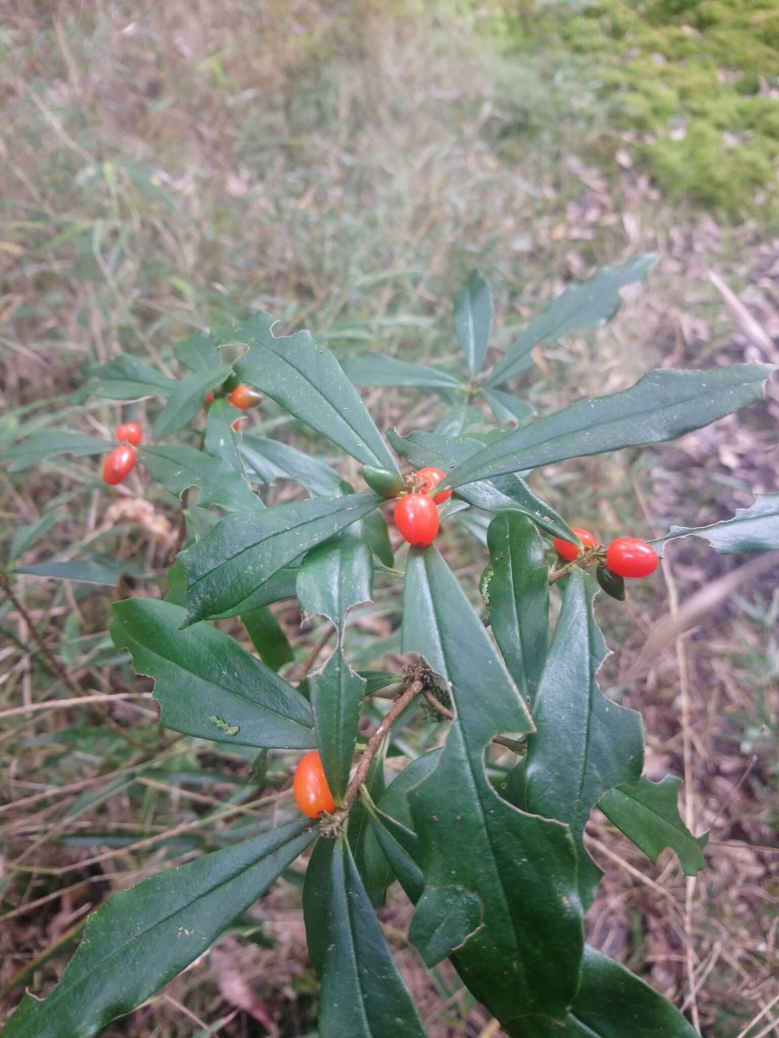 Image of Daphne kiusiana var. atrocaulis (Rehd.) F. Maekawa