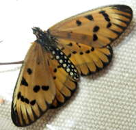 Image of <i>Acraea <i>rahira</i></i> rahira