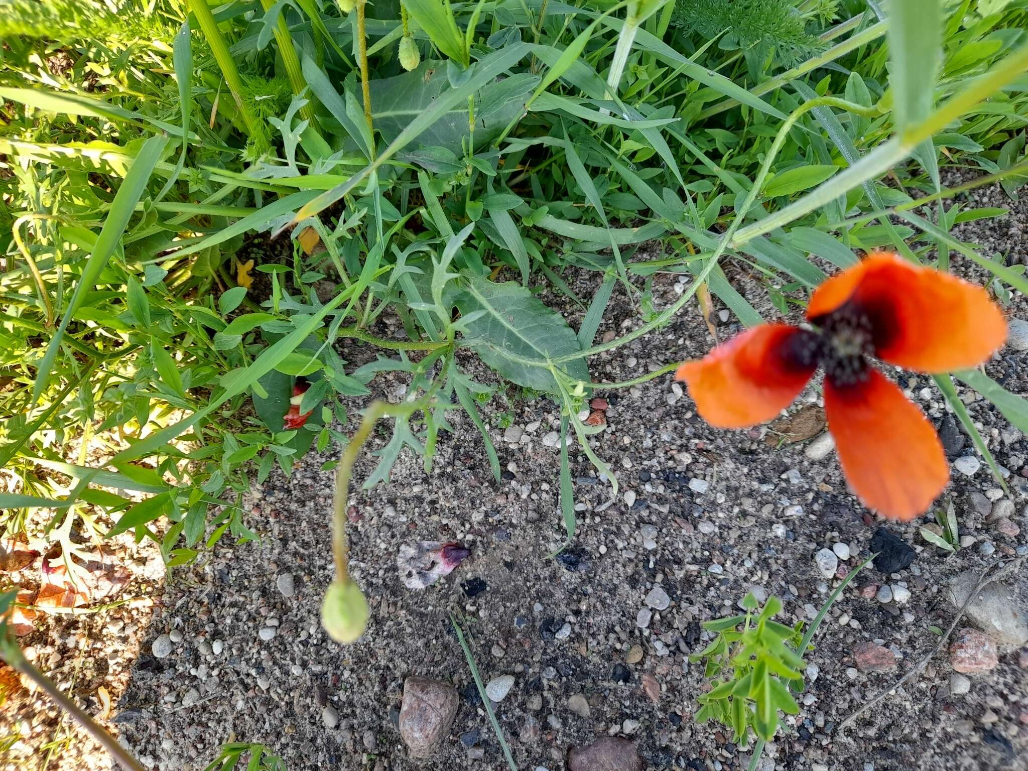 Image of Prickly Poppy