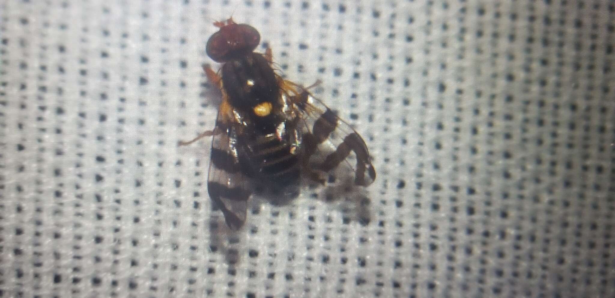 Image of cherry fruit fly