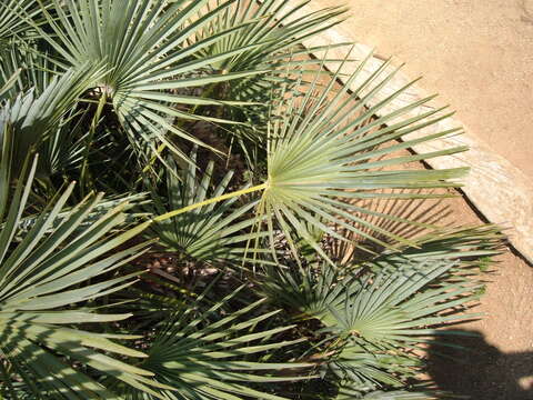 Image of fan palm