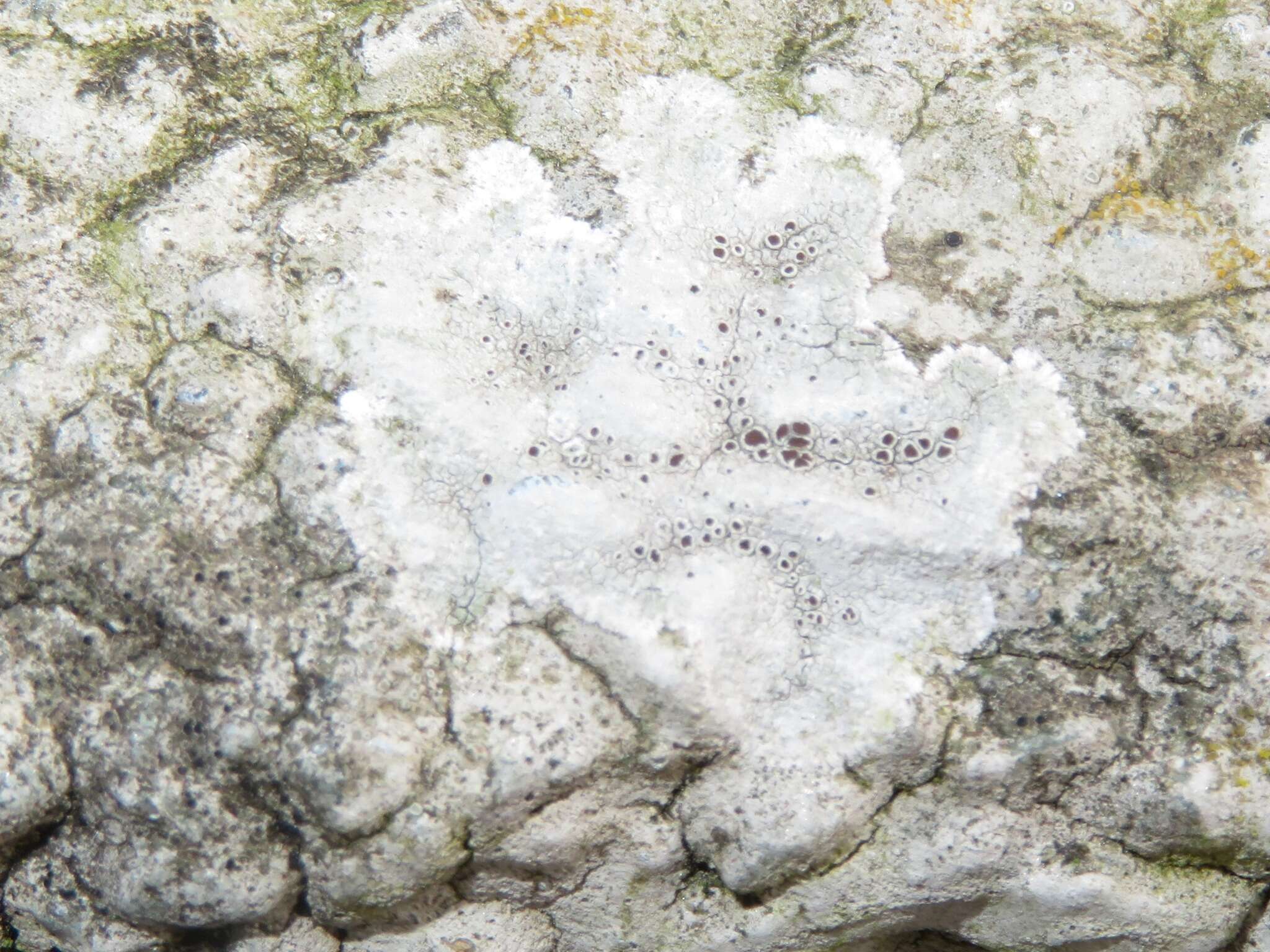 Image of rim lichen