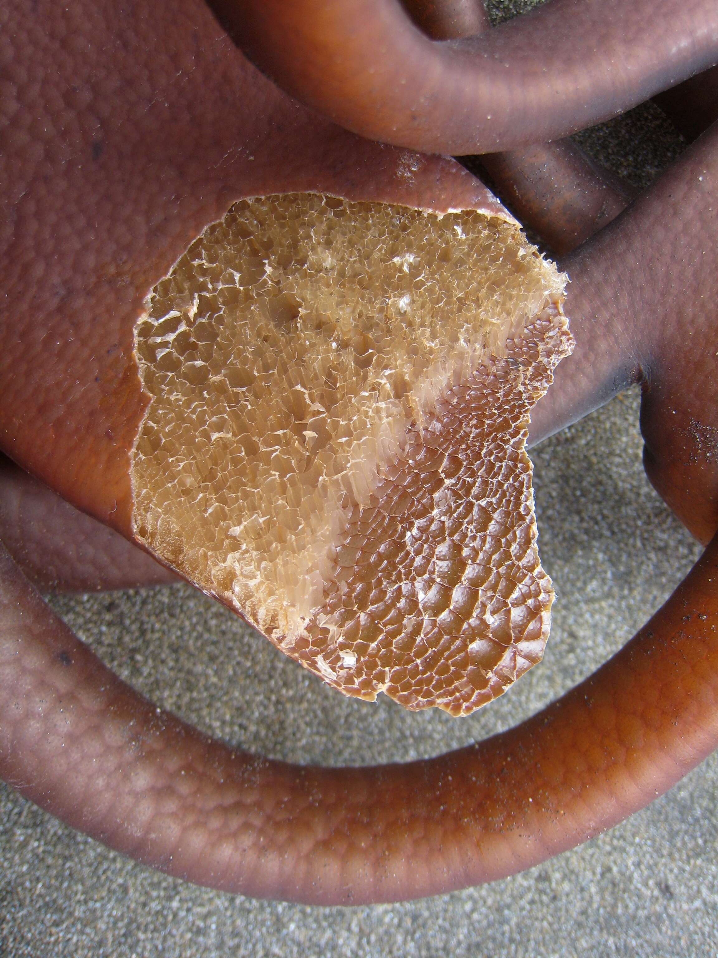 Image of New Zealand bull kelp