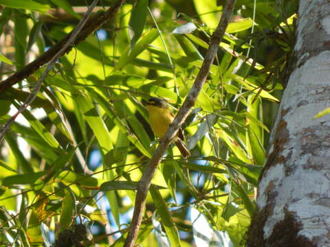 Image of Gray-headed Tody-Flycatcher