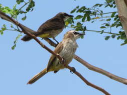 Image of Yellow-vented Bulbul