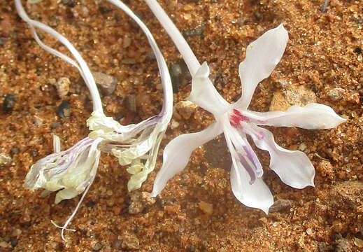 Image of Afrosolen bainesii