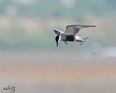 Image of Black-bellied Tern