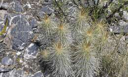 Image of Echinocereus occidentalis subsp. breckwoldtiorum