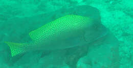 Image of Black-foot sweetlips