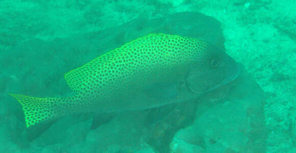 Image of Black-foot sweetlips