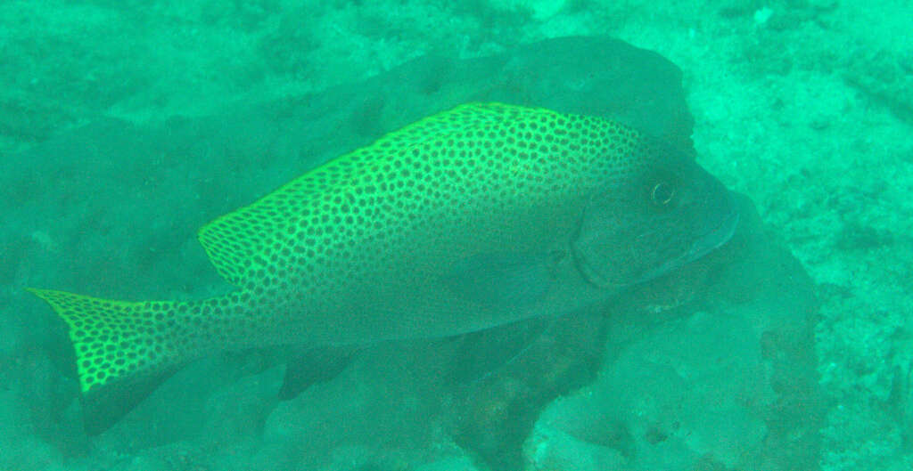 Image of Black-foot sweetlips