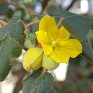 Image of California flannelbush