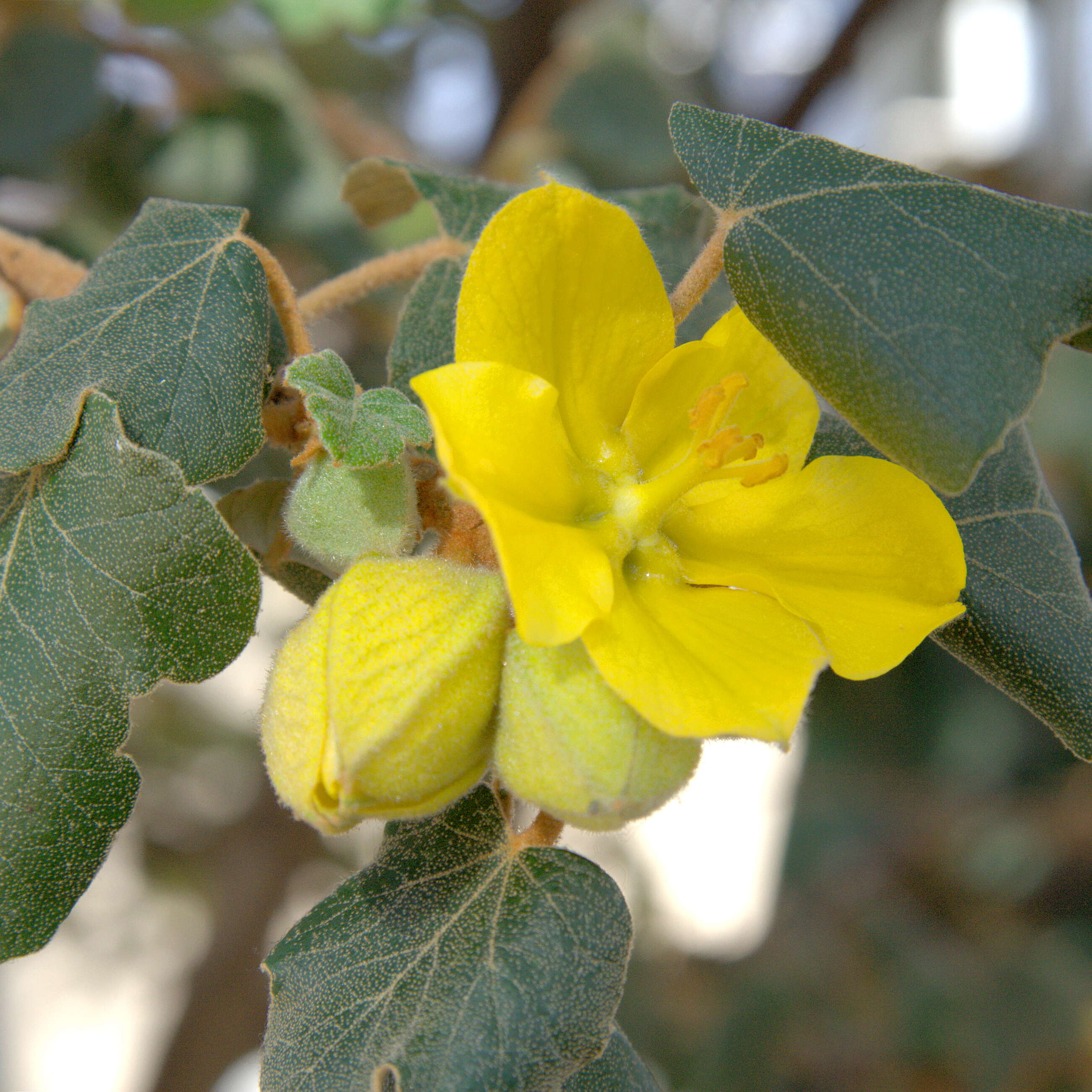 Sivun Fremontodendron californicum (Torr.) Coult. kuva