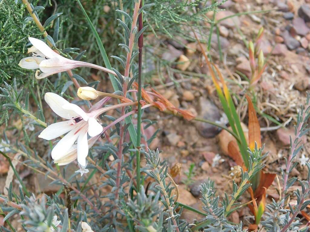 Image of Tritonia flabellifolia (D. Delaroche) G. J. Lewis