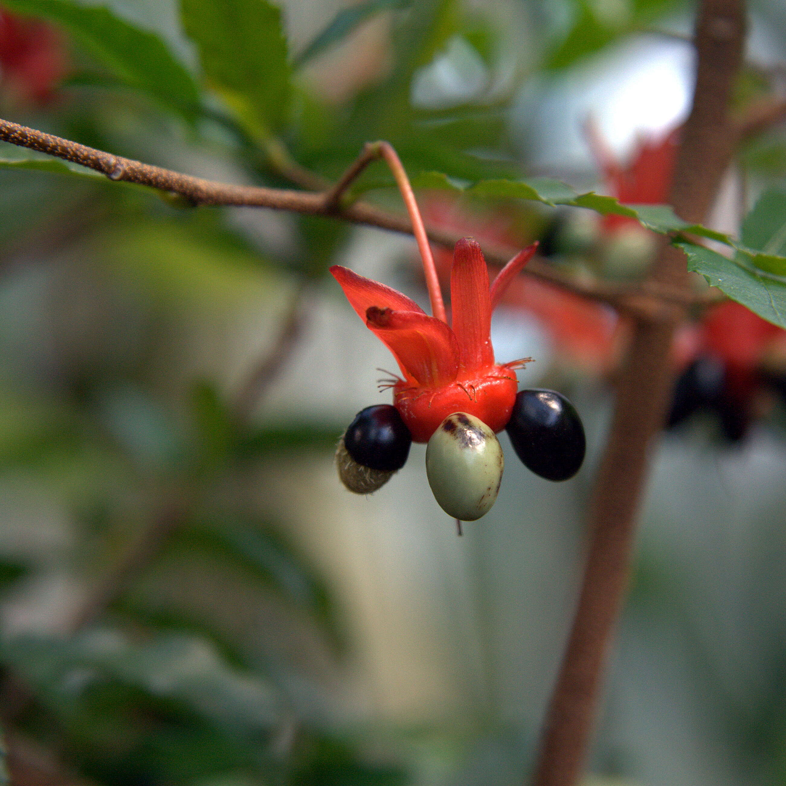 Image of Mickey Mouse plant