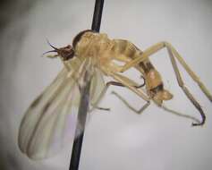 صورة Rhamphomyia vittata Loew 1862