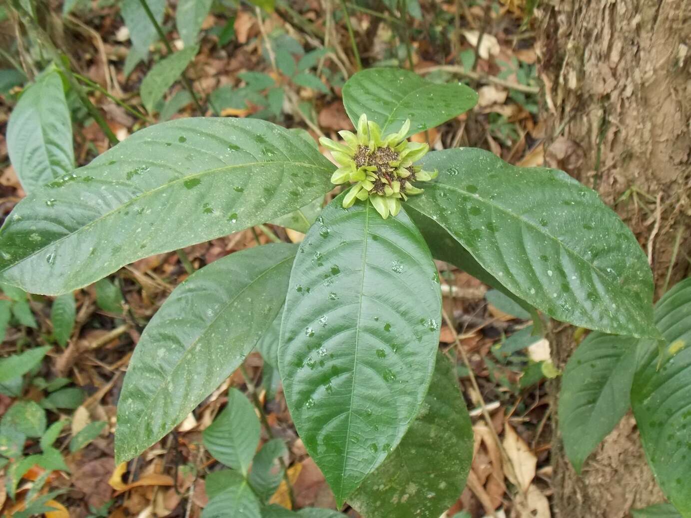 Image of Palicourea suerrensis (Donn. Sm.) Borhidi