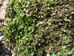 Image of Grey Field-speedwell