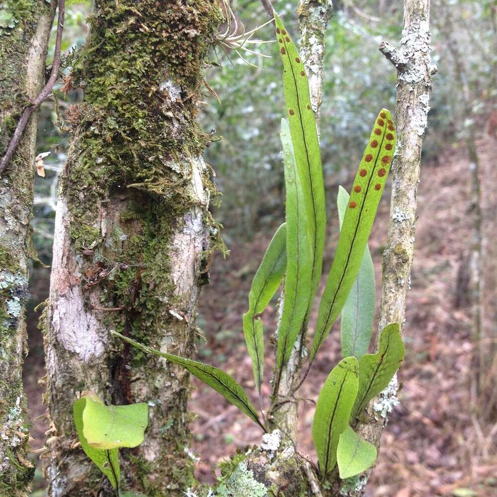 Image of Pleopeltis crassinervata (Fée) T. Moore