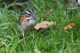 Image of Rufous-collared Sparrow