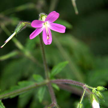 Imagem de Geranium reuteri Aedo & Muñoz Garm.