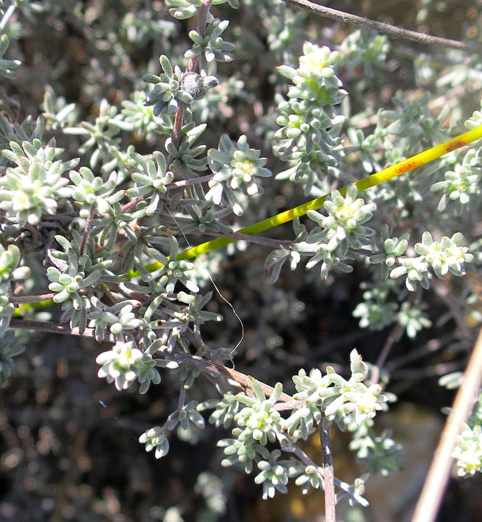 Image of Aspalathus digitifolia R. Dahlgren