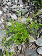 Image of Myosotis sparsiflora Pohl