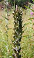 Image of heath cudweed