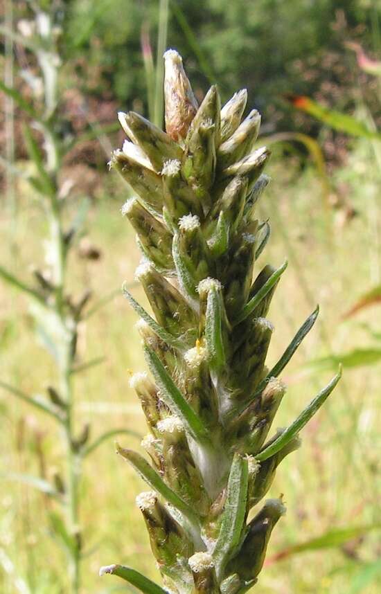 Image of heath cudweed