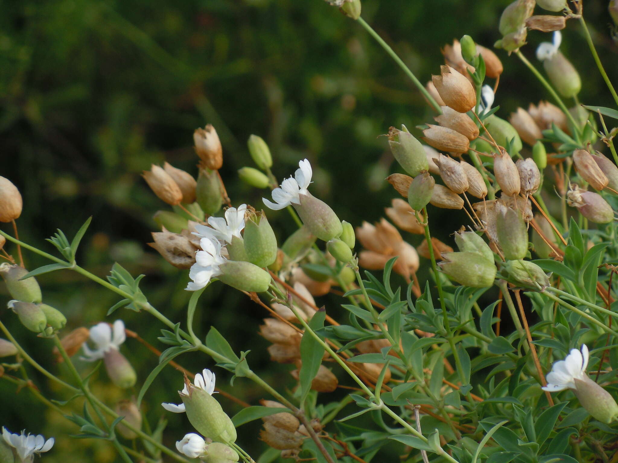 Image of Silene uniflora subsp. uniflora