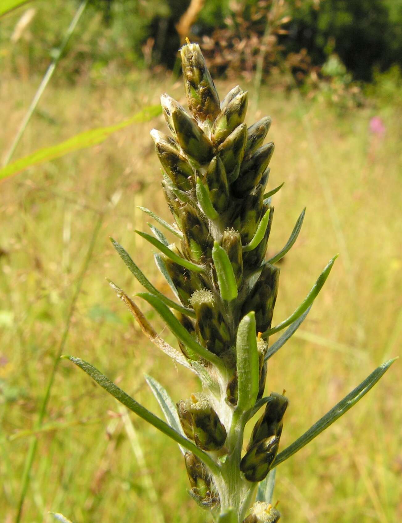 Image of heath cudweed