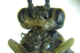 <i>Euura viduatina</i>的圖片