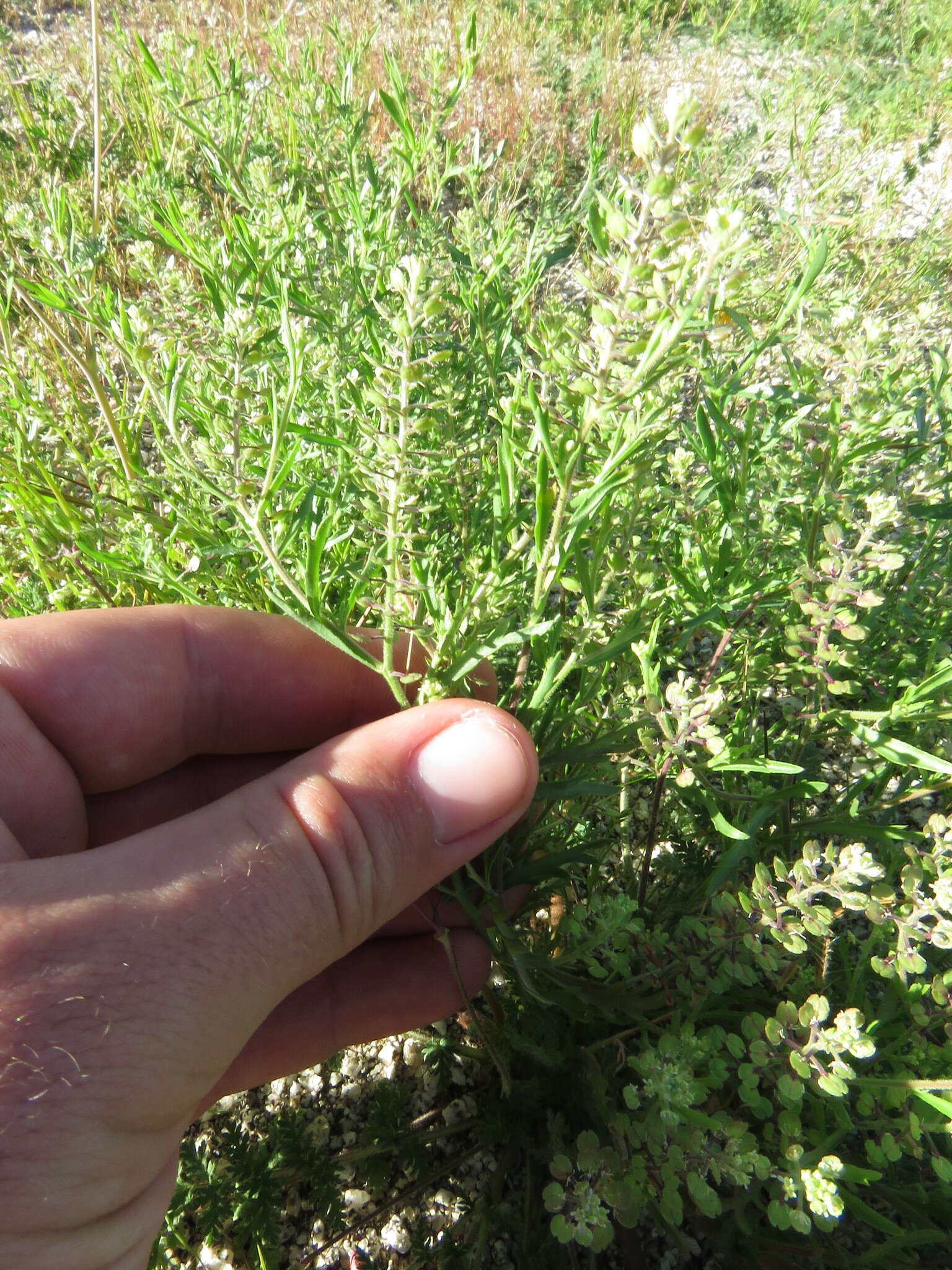 Image of shaggyfruit pepperweed