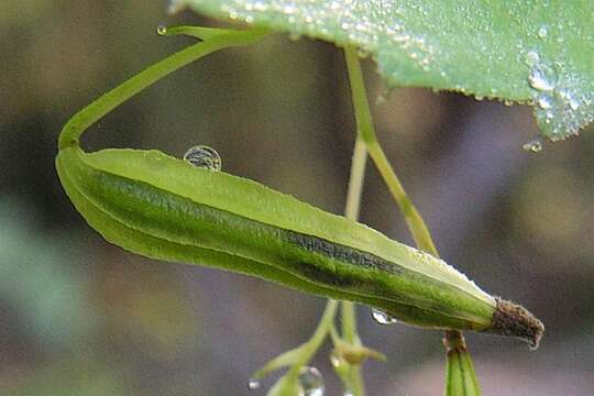 Image of Jewelweed