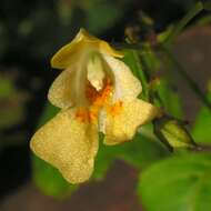 Impatiens parviflora DC. resmi