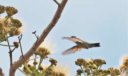 Image of Blue-tailed Hummingbird