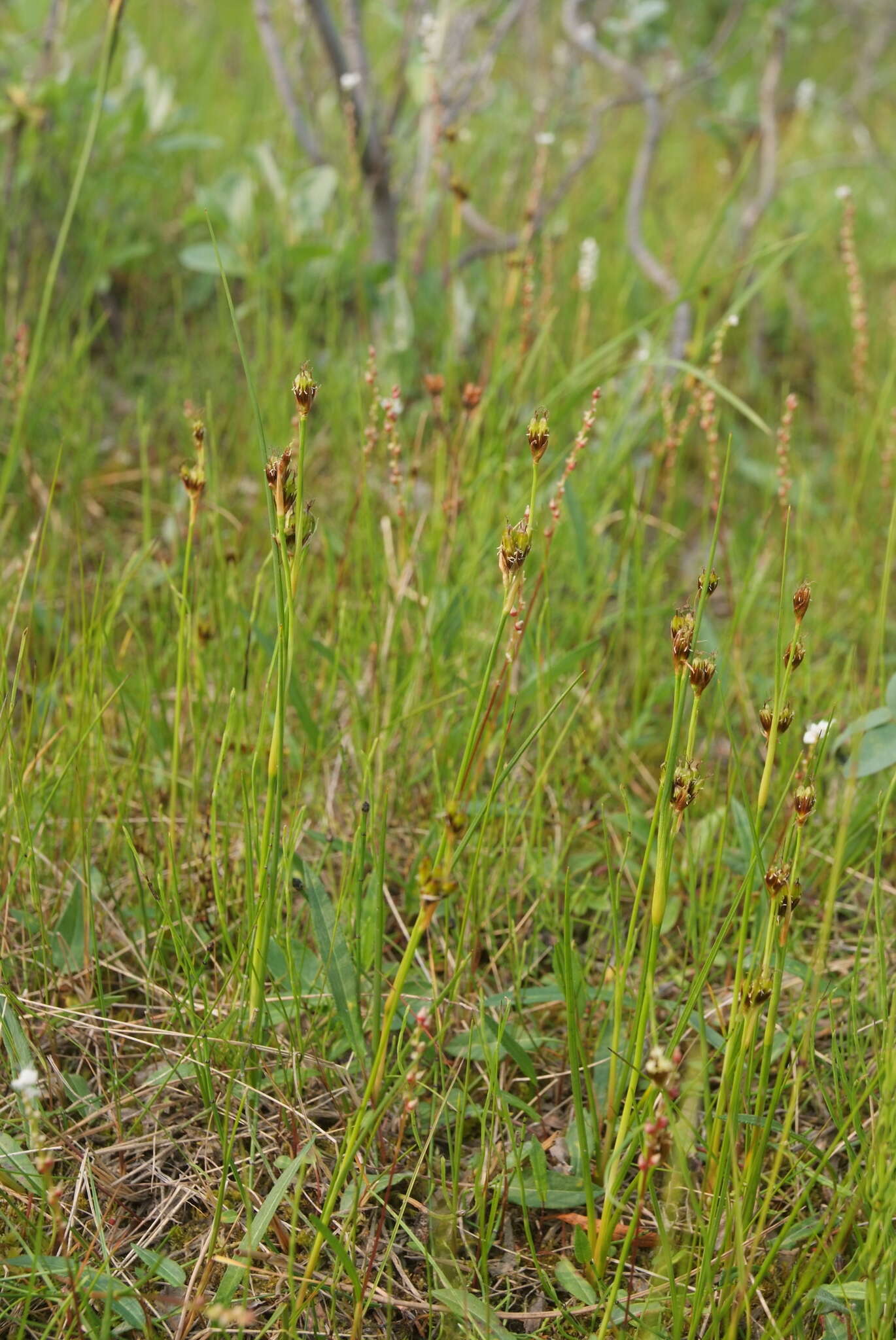 Image de Juncus castaneus subsp. leucochlamys (V. J. Zinger ex V. I. Krecz.) Hultén