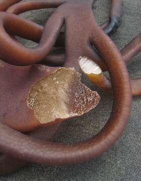 Image of New Zealand bull kelp