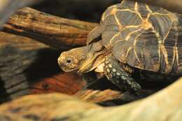 Image of Burmese Starred Tortoise