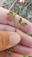 Image of <i>Trifolium variegatum</i> var. <i>geminiflorum</i>
