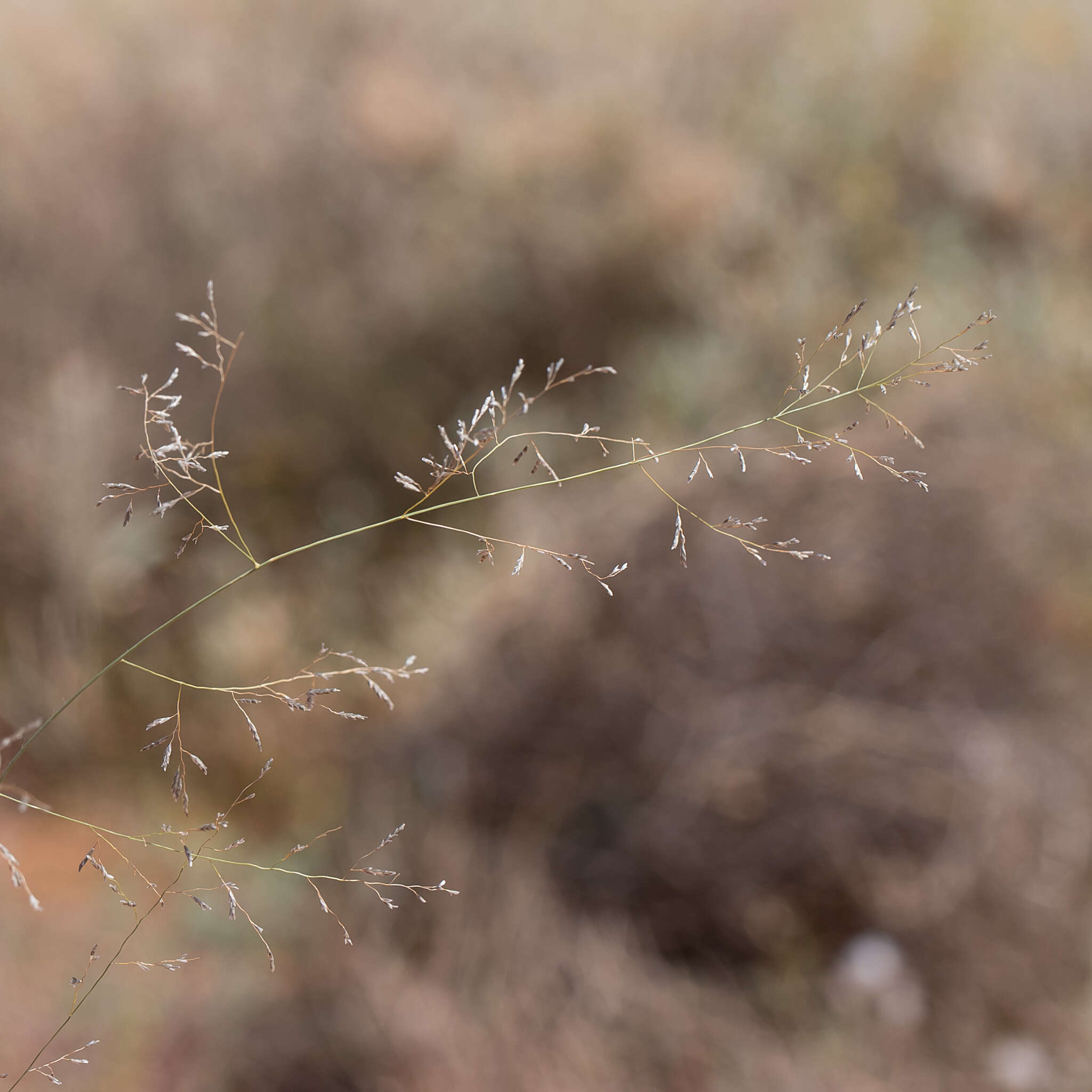 Image of smallflower lovegrass