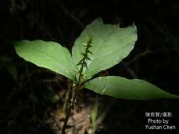 Слика од Achyranthes splendens var. rotundata Hillebr.