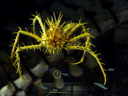 Image of porcupine king crab