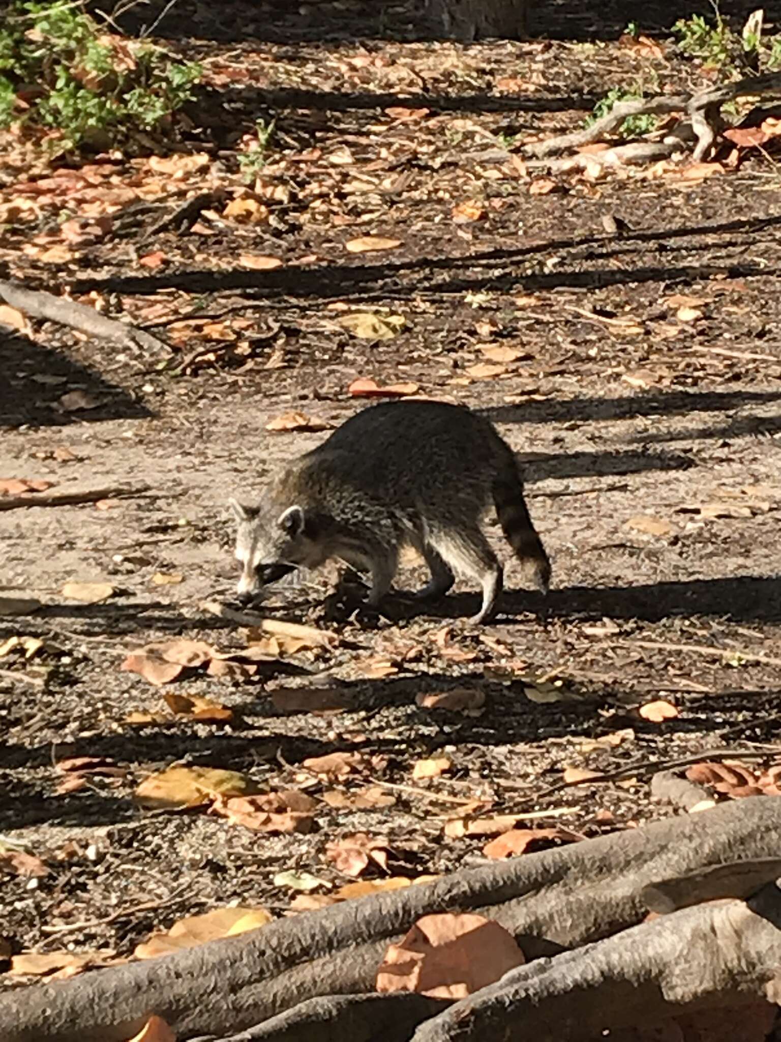 Image of Florida Raccoon