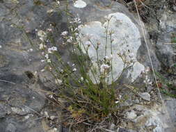 Plancia ëd Asperula rumelica Boiss.