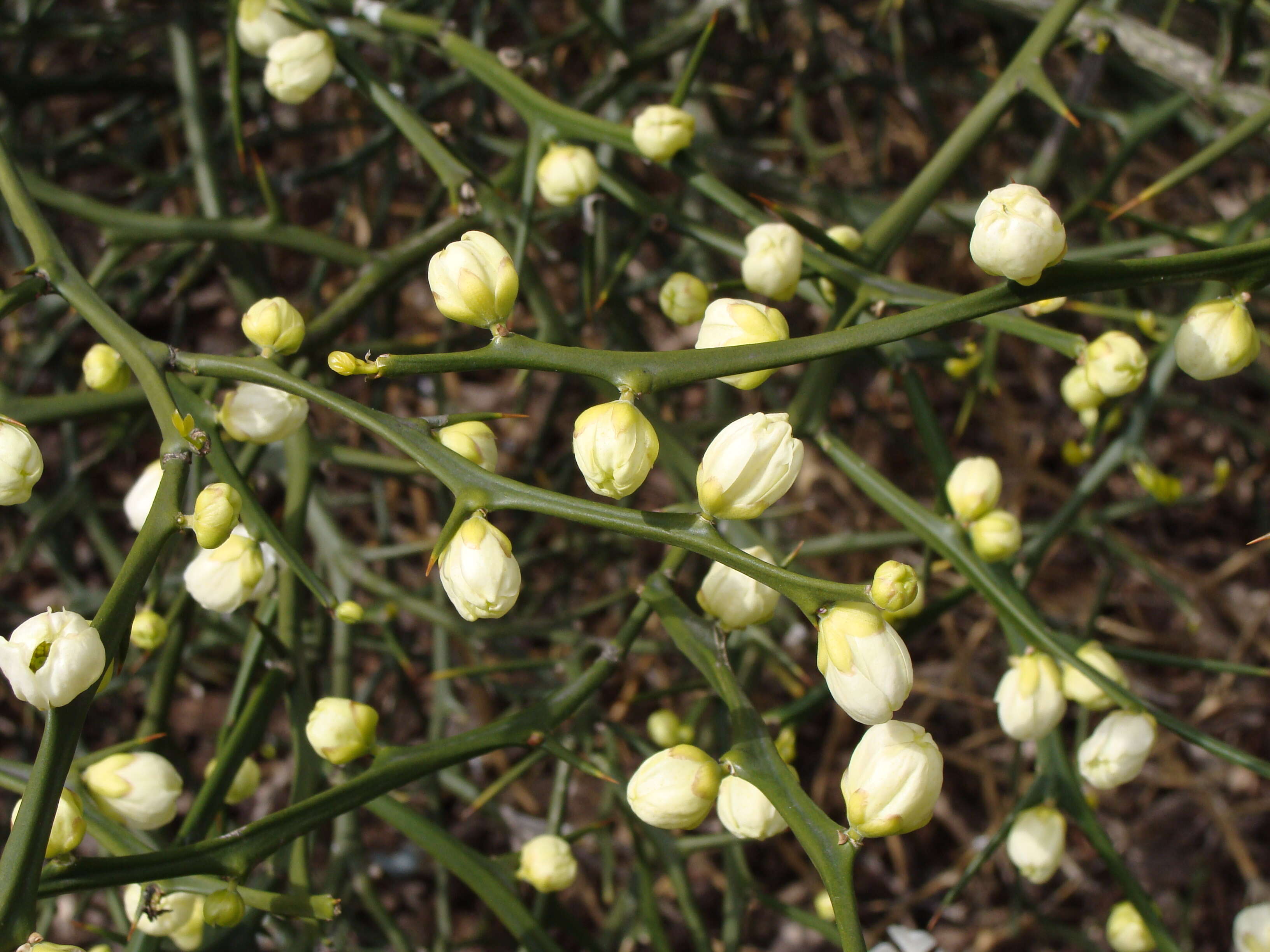 Image of hardy orange