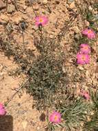 Imagem de Helianthemum virgatum (Desf.) Pers.