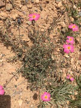 Helianthemum virgatum (Desf.) Pers. resmi