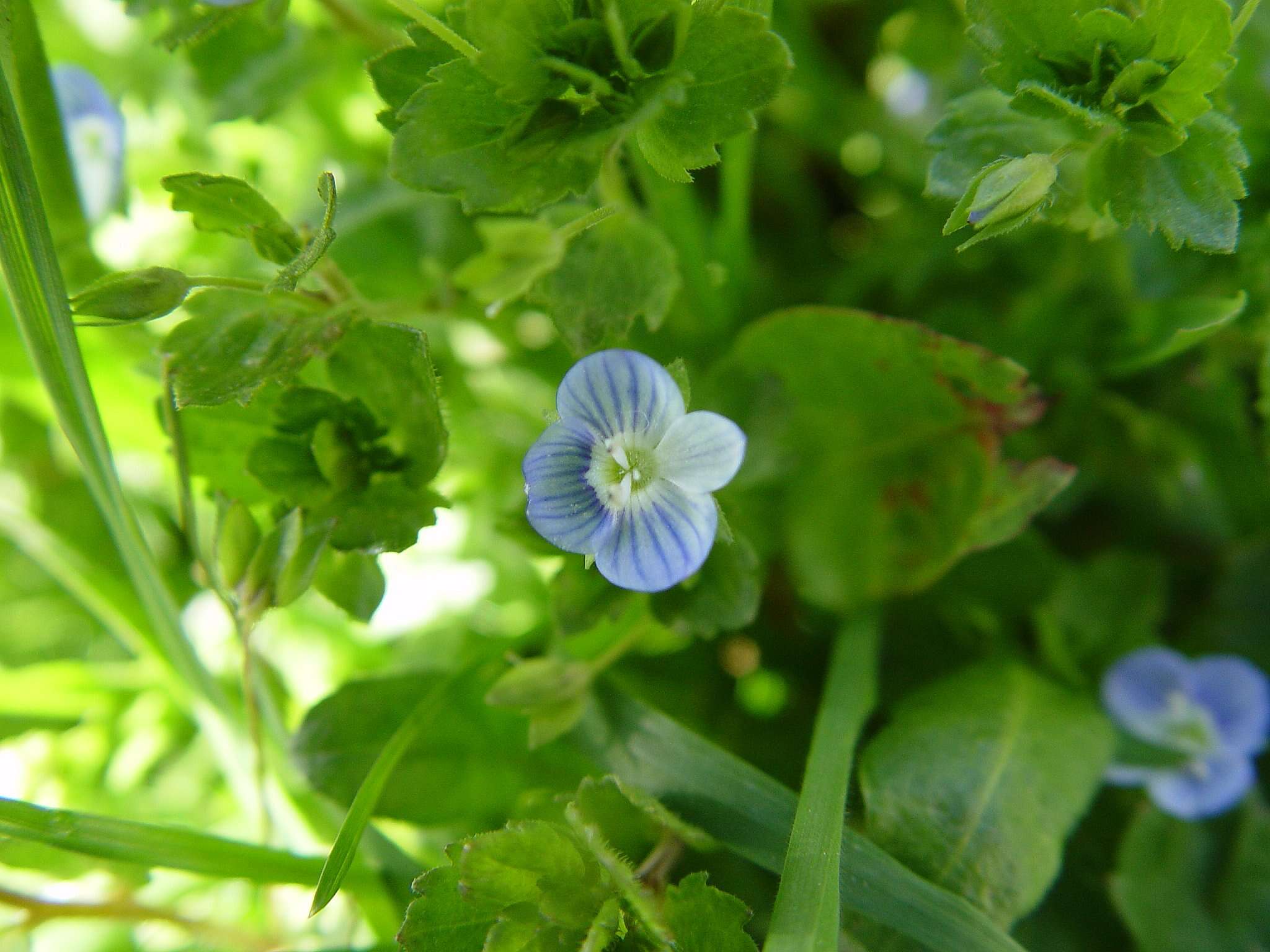 Image of birdeye speedwell