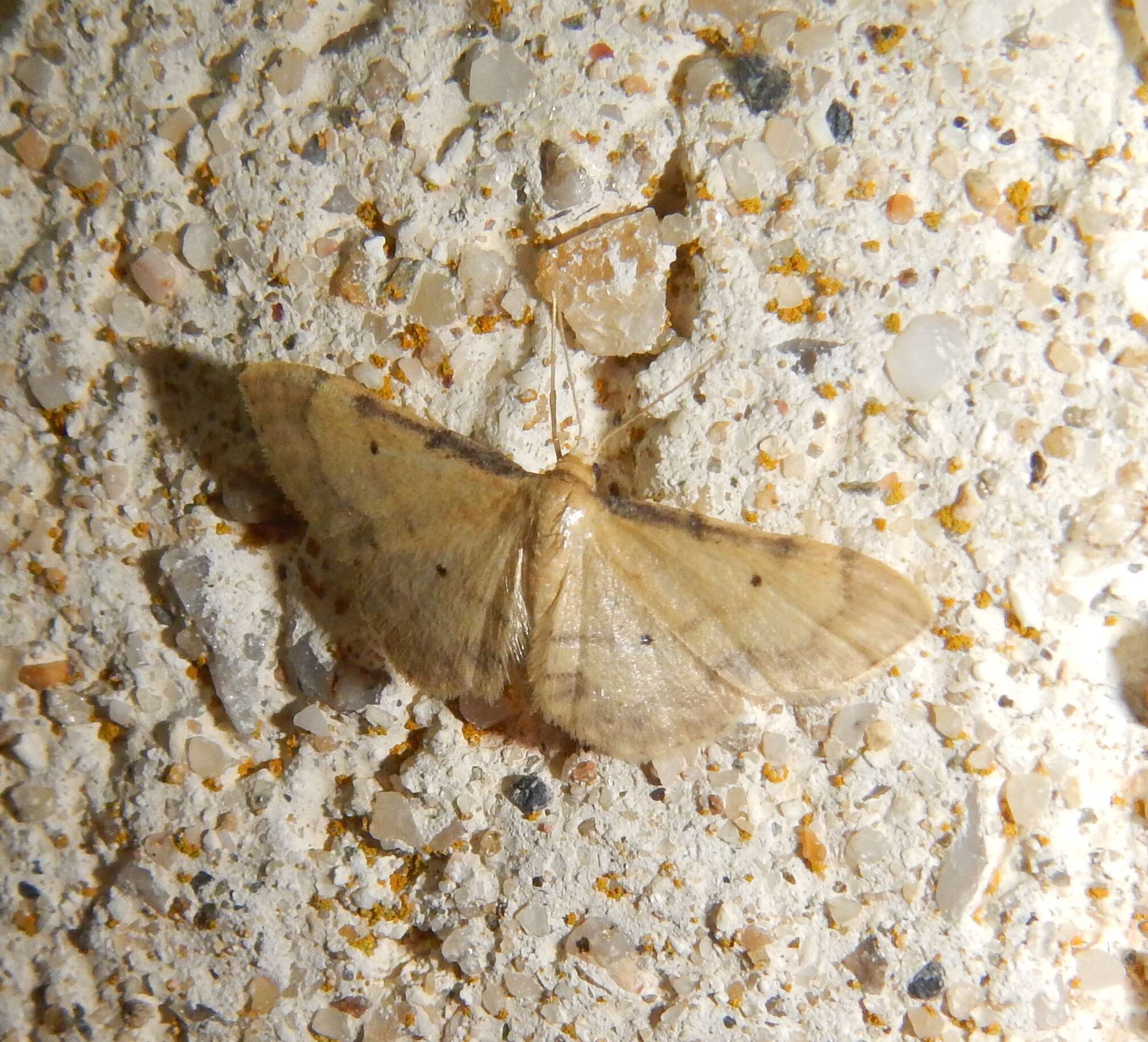 Image of Idaea politaria Hübner 1799